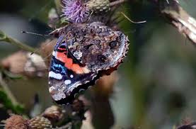 Attēlu rezultāti vaicājumam “Oeneis jutta underside”