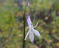 Attēlu rezultāti vaicājumam “Lobelia dortmanna flower”