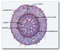 Anatomy of a Typical Monocot Root | Tutorvista.