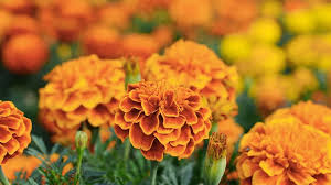 Attēlu rezultāti vaicājumam “Tagetes”