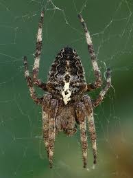 Attēlu rezultāti vaicājumam “Araneus angulatus”