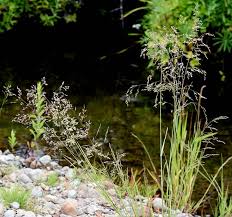 Attēlu rezultāti vaicājumam “Poa palustris leaf”