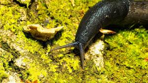 Attēlu rezultāti vaicājumam “Limax cinereoniger”