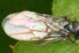 Attēlu rezultāti vaicājumam “Liposthenes glechomae”