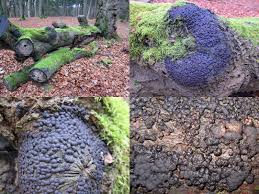 Attēlu rezultāti vaicājumam “Hypoxylon multiforme”