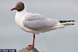 Attēlu rezultāti vaicājumam “Larus ridibundus juvenile”