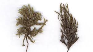 Attēlu rezultāti vaicājumam “Thamnobryum subserratum”