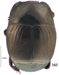 Attēlu rezultāti vaicājumam “Hypocaccus rugiceps”