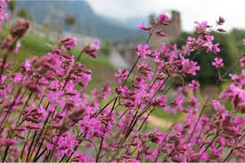 Image result for Pechnelke