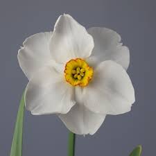 Attēlu rezultāti vaicājumam “Narcissus poeticus”