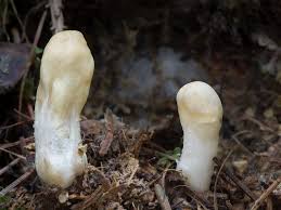 Attēlu rezultāti vaicājumam “Podostroma leucopus”