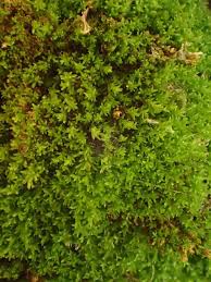 Attēlu rezultāti vaicājumam “Eucladium verticillatum”