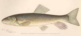 Image result for Catostomus commersonii