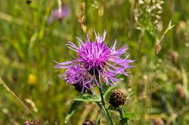 Attēlu rezultāti vaicājumam “Centaurea jacea leaf”