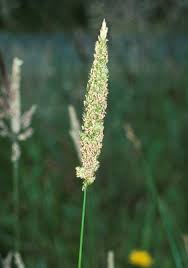 Attēlu rezultāti vaicājumam “Cynosurus cristatus flower”