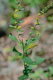 Attēlu rezultāti vaicājumam “Lithomoia solidaginis”