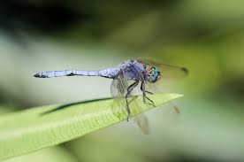 Attēlu rezultāti vaicājumam “Orthetrum brunneum”