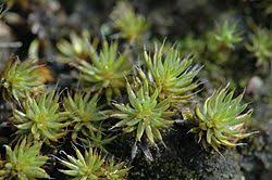 Attēlu rezultāti vaicājumam “Polytrichum piliferum sporophyte”