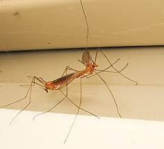 Attēlu rezultāti vaicājumam “Cribraria ferruginea”