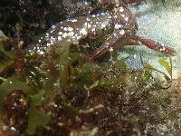 Image result for Lithodes maja