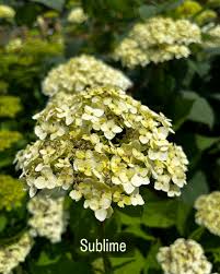 Attēlu rezultāti vaicājumam “Hydrangea arborescens subsp. discolor flower”