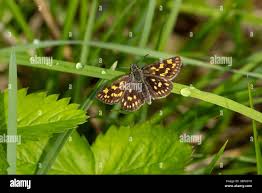 Attēlu rezultāti vaicājumam “Carterocephalus palaemon upperside”
