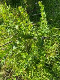 Attēlu rezultāti vaicājumam “Arthonia byssacea”