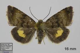 Attēlu rezultāti vaicājumam “Panemeria tenebrata”