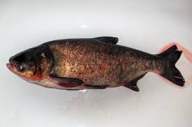 Image result for Hypophthalmichthys nobilis