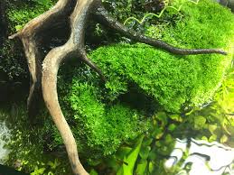 Attēlu rezultāti vaicājumam “Riccia”