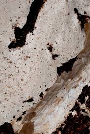 Attēlu rezultāti vaicājumam “Perenniporia medulla-panis”