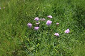 Attēlu rezultāti vaicājumam “Anthyllis maritima”