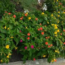 Image result for Mirabilis jalapa