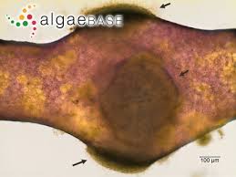 Attēlu rezultāti vaicājumam “Lemanea fluviatilis”