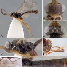 Attēlu rezultāti vaicājumam “Lasioptera rubi”