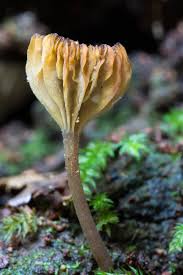 Attēlu rezultāti vaicājumam “Cribraria intricata macro”