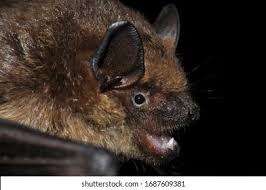 Attēlu rezultāti vaicājumam “Eptesicus serotinus”