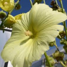 Image result for Stockrose