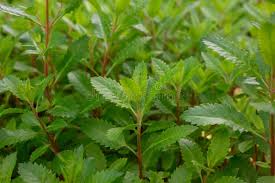 Attēlu rezultāti vaicājumam “Haloragaceae”