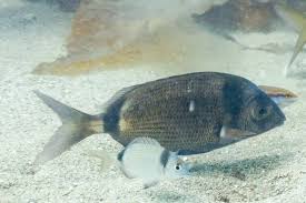 Image result for Diplodus