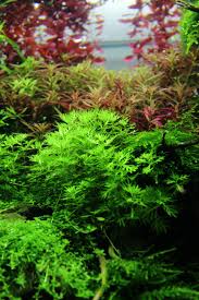 Attēlu rezultāti vaicājumam “Hottonia palustris leaf”