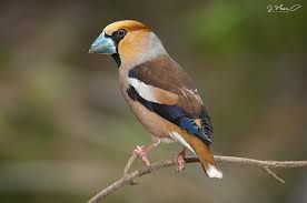 Attēlu rezultāti vaicājumam “Coccothraustes coccothraustes”