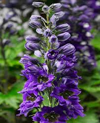 Attēlu rezultāti vaicājumam “Delphinium elatum  flower”