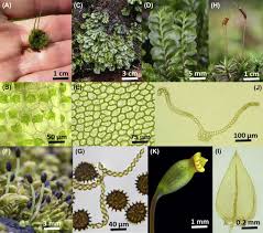 Attēlu rezultāti vaicājumam “Plagiochila porelloides sporophyte”
