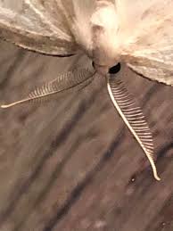 Attēlu rezultāti vaicājumam “Cabera pusaria male”