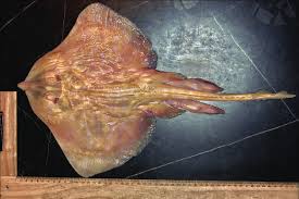 Image result for Raja montagui