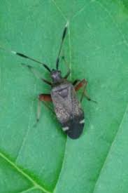 Attēlu rezultāti vaicājumam “Closterotomus biclavatus imago”