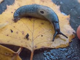 Attēlu rezultāti vaicājumam “Krynickillus melanocephalus”