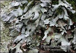 Attēlu rezultāti vaicājumam “Parmelia submontana”