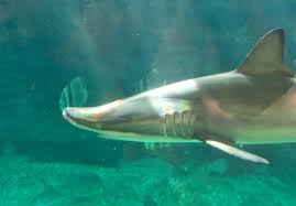 Image result for Carcharhinus brevipinna